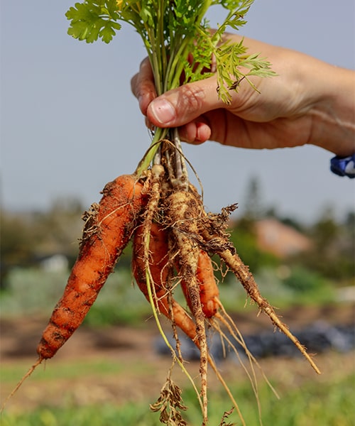 Utpala Organic Products